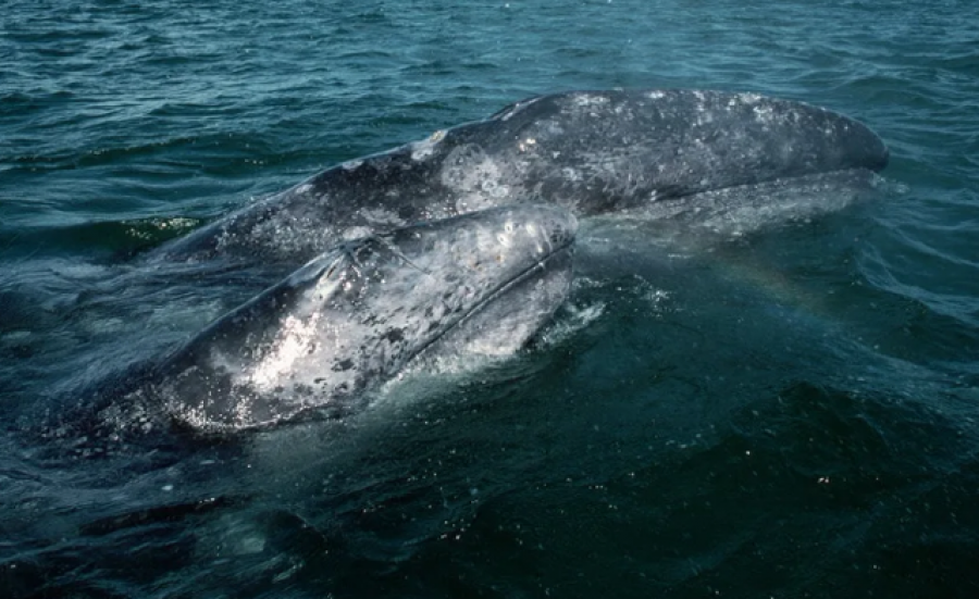 'E zhdukur' për 200 vjet, rishfaqet balena e hirtë në brigjet e Oqeanit Atlantik