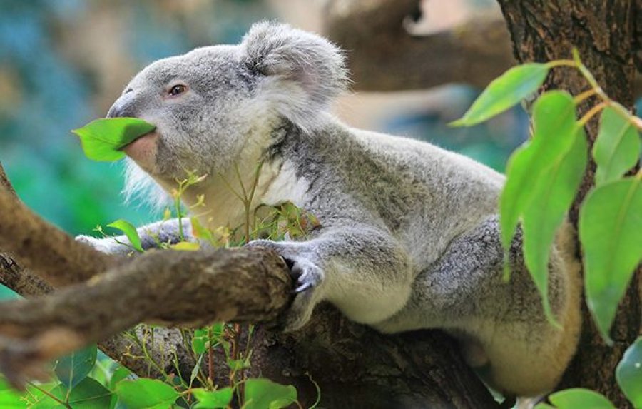 Fakte interesante rreth krijesave përkëdhelëse, koalat