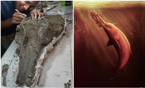 FOTO/ Studiuesit gjejnë kafkën gjigante të delfinit të lashtë në Amazonën peruane 