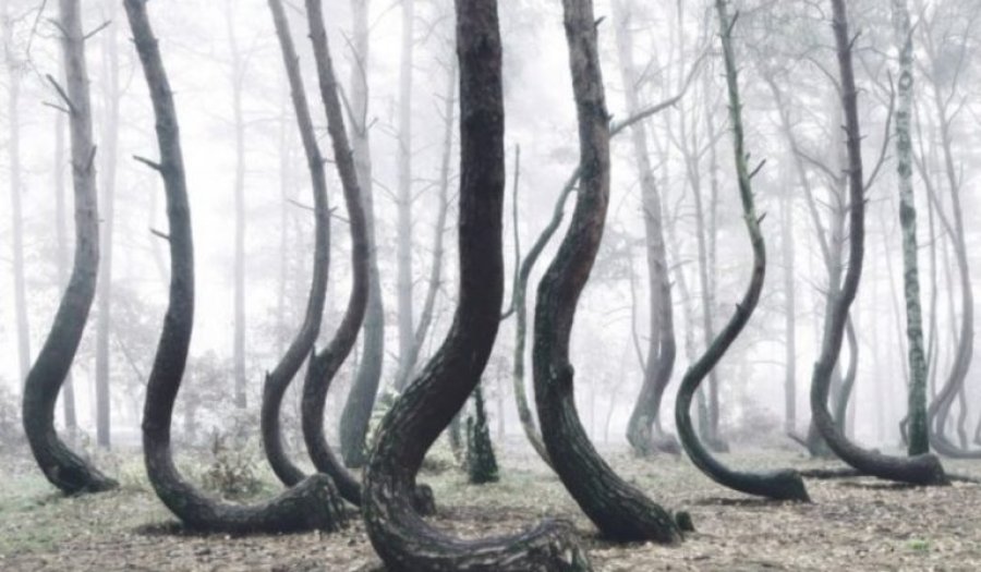 Misteri i 'Pyllit të shtrembër' në Poloni: Pse pemët kanë këtë formë?