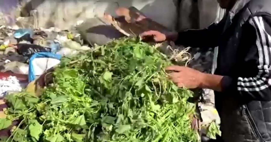 Palestinezët e uritur në Gaza ushqehen me bimë të egra: Na merren mendtë! Agjërojmë me barkun bosh