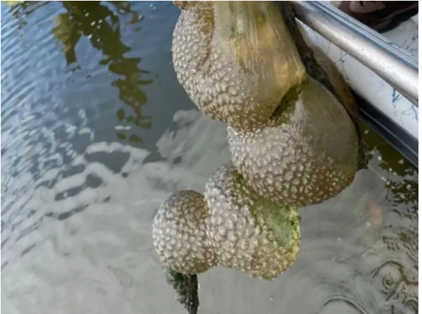 FOTO/ Qeset ‘aliene’ të vezëve nxirren nga liqeni në SHBA, dhe pritet të çelin në verë