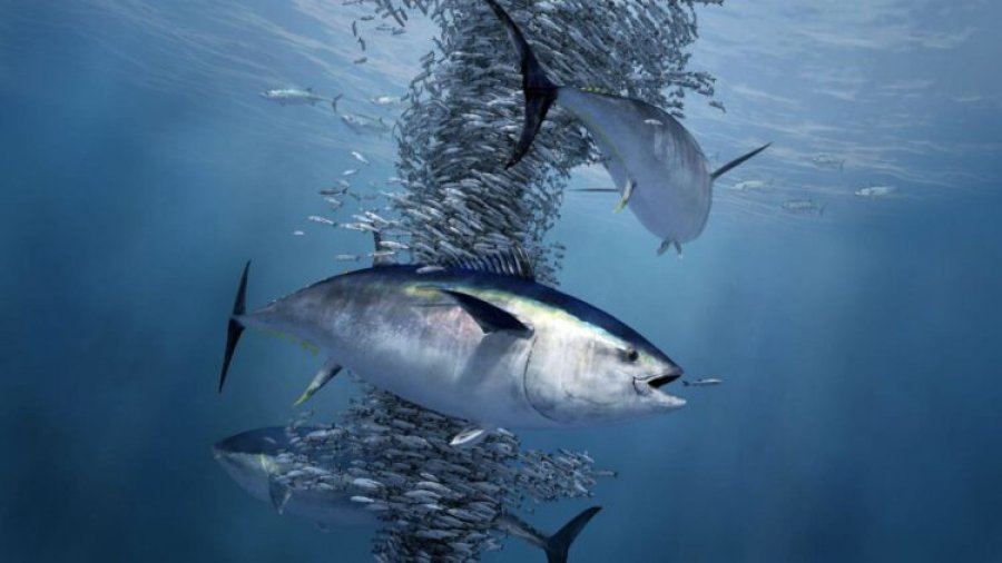2 Maj, Dita Botërore e Peshkut Ton