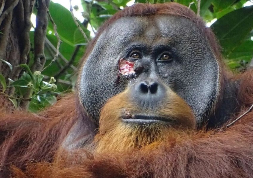 Orangutangu përdor vetë bimë mjekësore për të kuruar plagën – Vëzhgimi i parë nga shkencëtarët