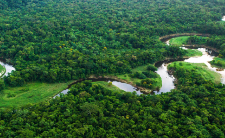 Japonia dhe Brazili bien dakord të mbrojnë pyjet tropikale të Amazonës