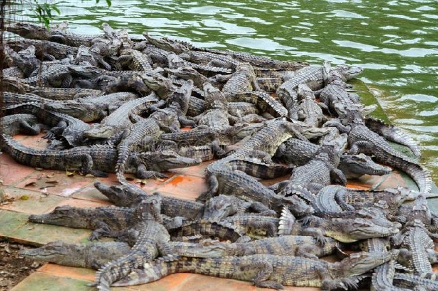 Horror në Indi/ Nëna hedh djalin 6-vjeçar në lumin e mbushur me krokodilë