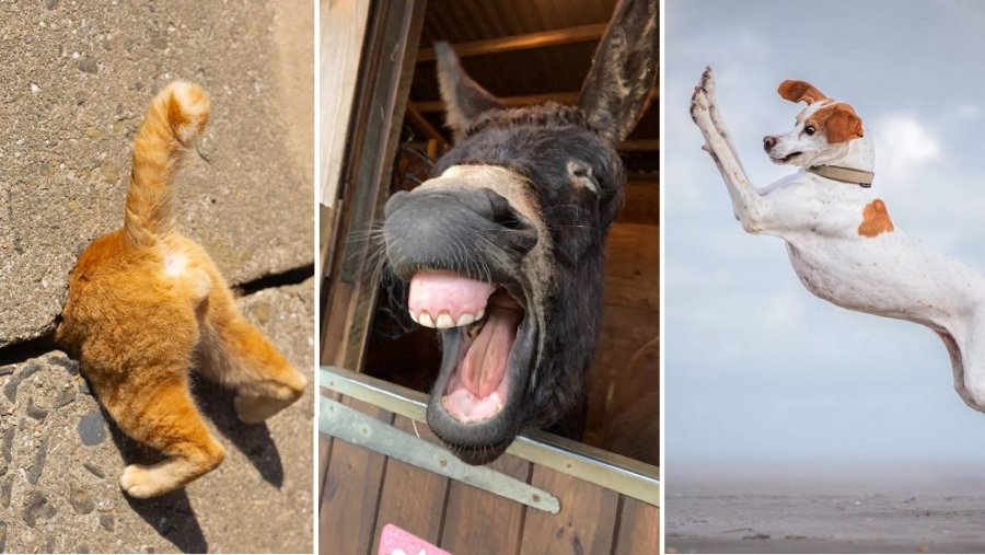FOTO/ Kafshët më komike të vitit, pa shiheni kush do ta marrë çmimin e madh