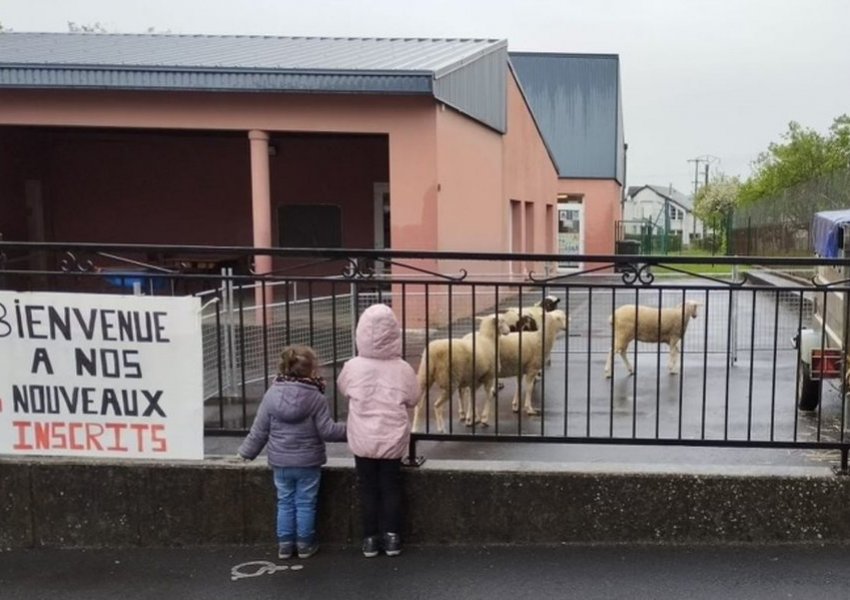 E padëgjuar! 4 dele regjistrohen në shkollë për të shmangur mbylljen e klasës