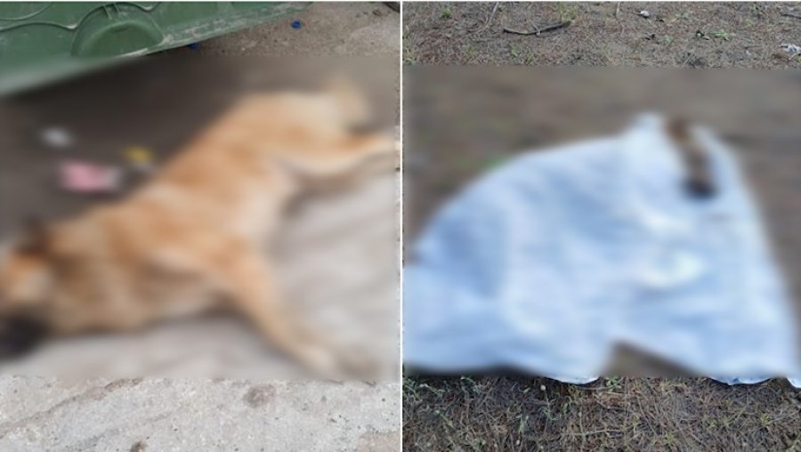 Kafshuan turisten pranë Lungomares në Vlorë  bashkia gjen zgjidhjen duke i helmuar në masë qentë