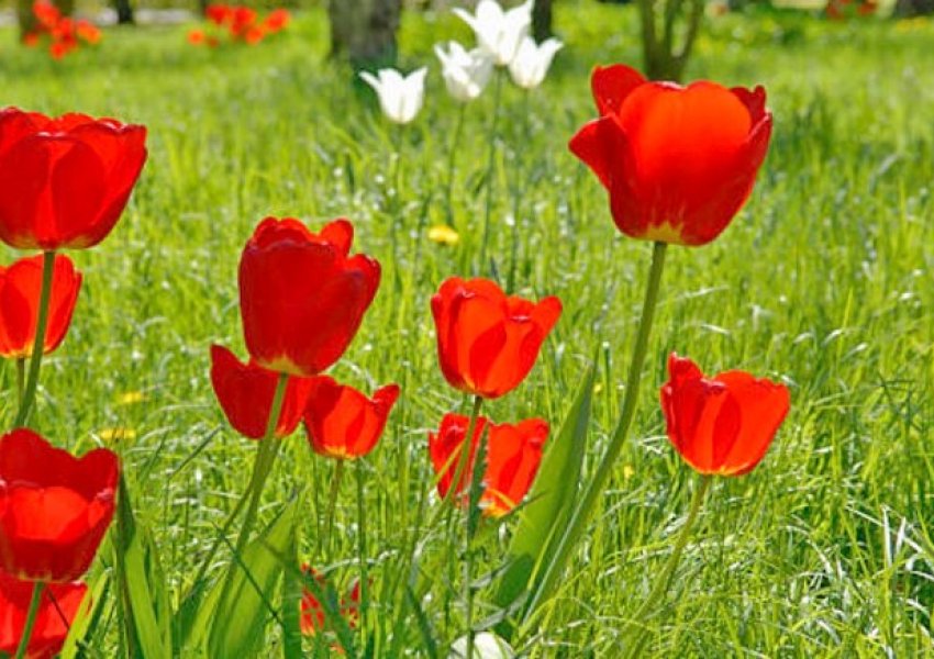 Tulipa Albanica/ Tulipani i kuq më i rrallë në botë gjendet në Shqipëri