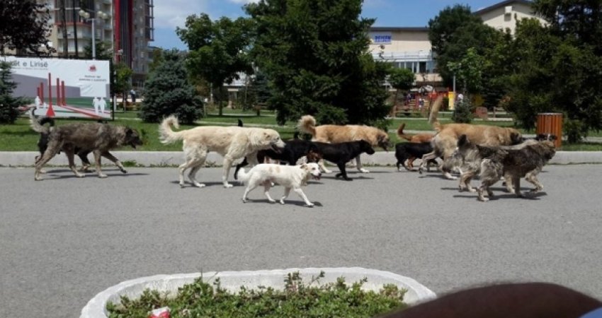 Horror para QKUK-së, kafshohet një vajzë nga qentë endacakë, pamjet janë të trishtueshme (+16)