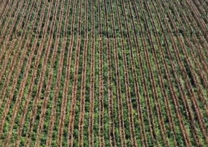 E mbillnin mes misrit/ Zbulohet plantacioni i kanabisit në Greqi, për bimët kujdeseshin shqiptarët