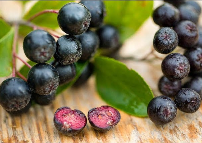 Aronia,fruti medicinal më i pasur me antioksidantë, zgjidhje për diabetin