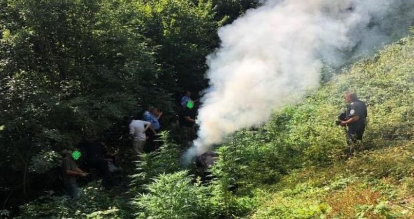 Policia e gjen një parcelë në malet e Gjakovës me rreth 100 bimë kanabis sativa