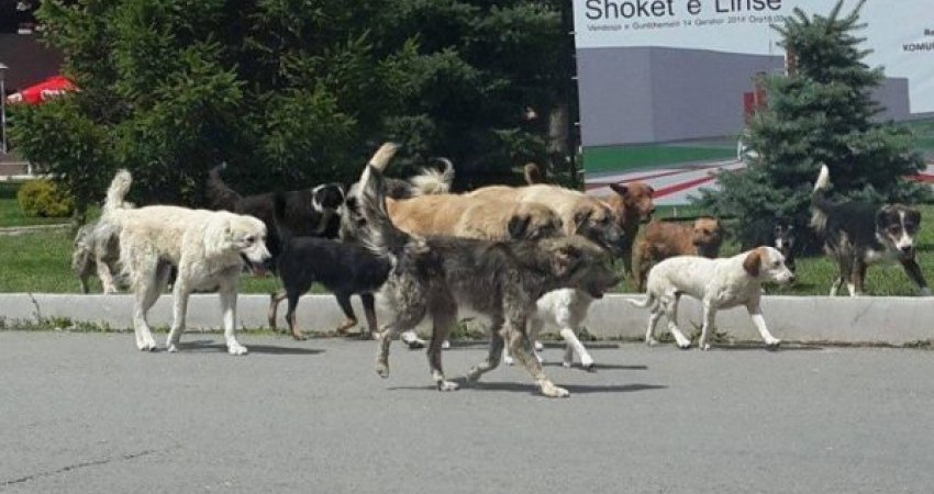 Nesër hapet Qendra për trajtimin e qenve edacakë në Prishtinë