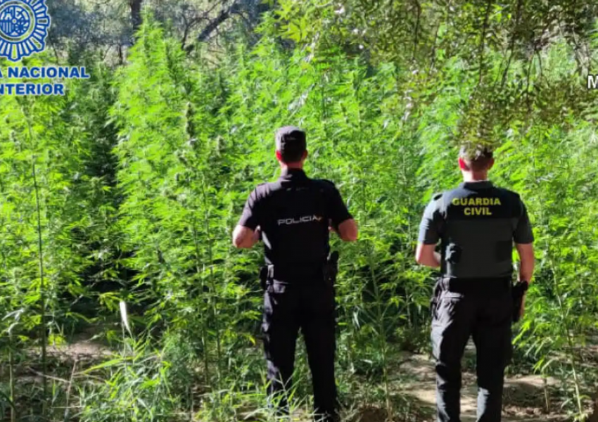 Zbulohet plantacioni me 2200 bimë kanabis në Spanjë, në pranga 3 shqiptarë