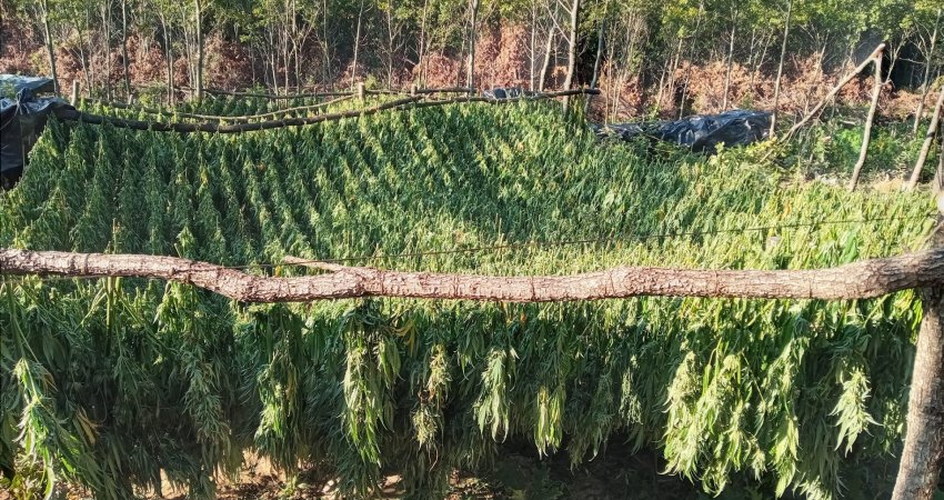 Gjetja e mbi 1 ton drogë në Pejë – Arrestohet një i dyshuar, disa të tjerë në arrati