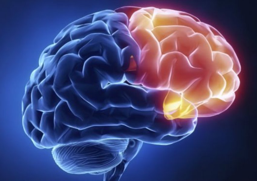 Ja sa pjesë e trurit nevojitet për të jetuar