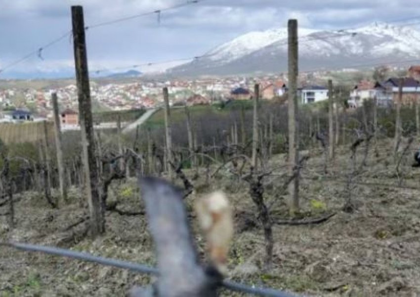  Ngricat godasin bujqit dhe prodhimet e tyre edhe në Kosovë