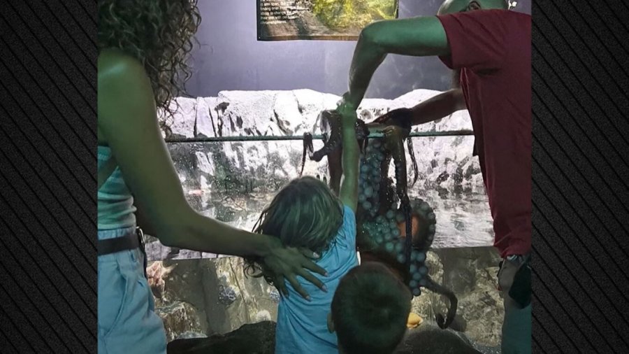 Vizitë makth në akuariumin e Teksasit, Oktapodi gjigant sulmon një 6-vjeçar