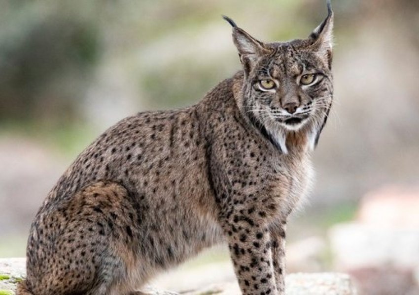 Apeli i pazakontë i një kopshti zoologjik në Danimarkë, u kërkon njerëzve të dhurojnë kafshët shtëpiake të padëshiruara si ushqim për grabitqarët e tyre