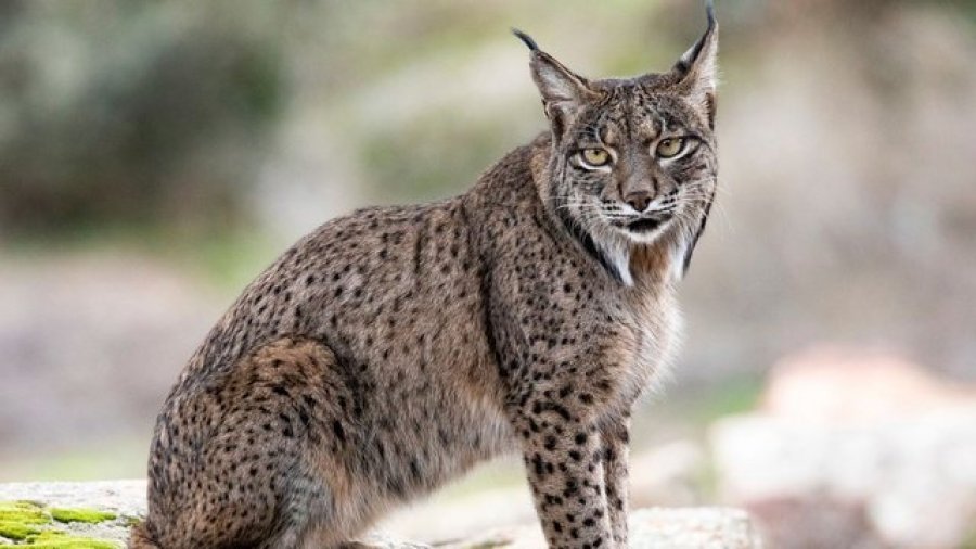 Apeli i pazakontë i një kopshti zoologjik në Danimarkë, u kërkon njerëzve të dhurojnë kafshët shtëpiake të padëshiruara si ushqim për grabitqarët e tyre