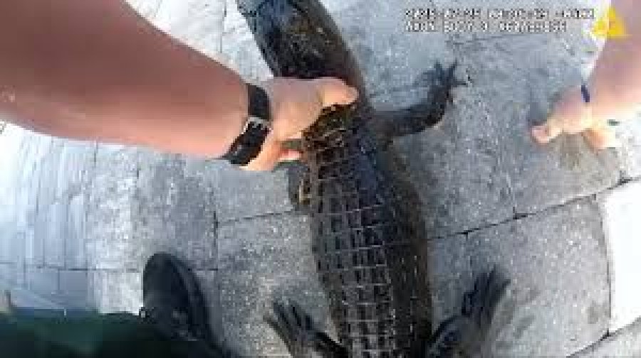 Florida/ Një aligator në pishinë, polici e heq me duar
