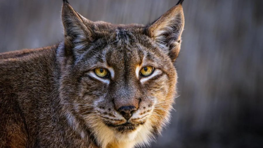 Çmenden drejtuesit e kopshtit zoologjik në Danimarkë, thirrje publike: Nëse nuk i doni kafshët tuaja shtëpiake, mund t’i bëjmë ushqim për...