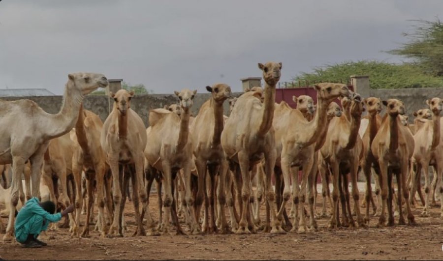 Somali: Devetë në shërbim të bujqësisë moderne dhe prodhimit të qumështit