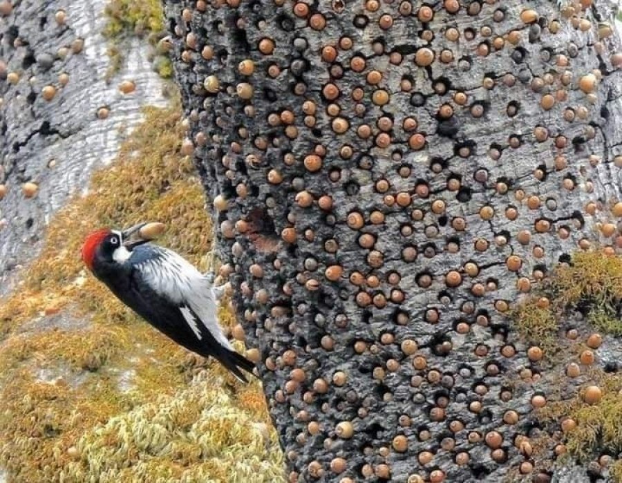 ‘Arkitekti i pyllit’: Si përgatitet qukapiku për dimrin e ftohtë