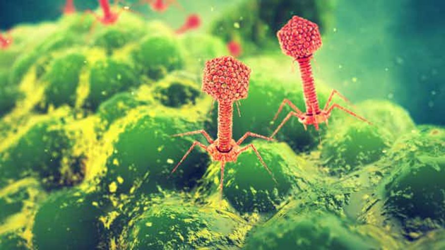 Si mund të ndihmojnë viruset e lashta në luftën kundër rezistencës ndaj antibiotikëve