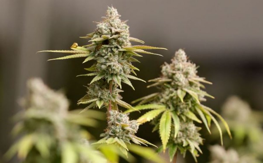 Trump po shqyrton riklasifikimin e marijuanës si drogë më pak e rrezikshme
