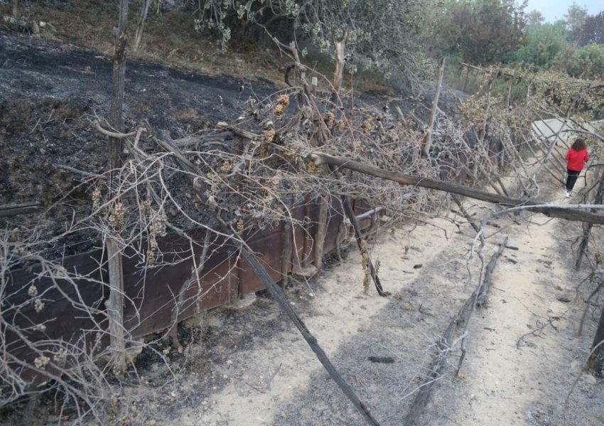 Harta e vatrave të zjarreve më të rrezikshme në Shqipëri! Nga 54, 29 ende aktive