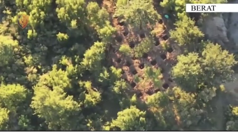 Berat/ Kultivuan bimë kanabisi në fshatin Osmëzezë, përfundojnë në pranga dy shtetas