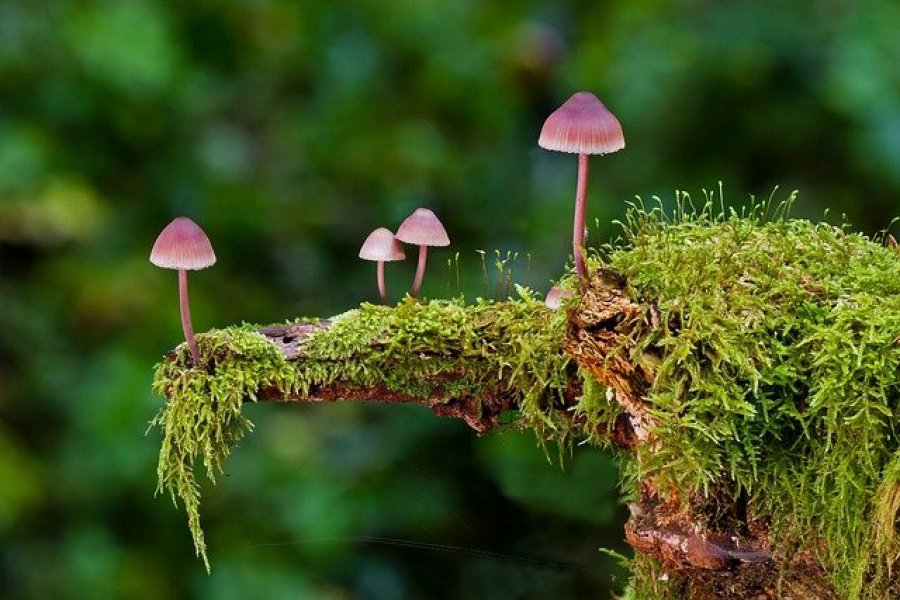 Çfarë mund të bëjnë rrjetet myceliale?