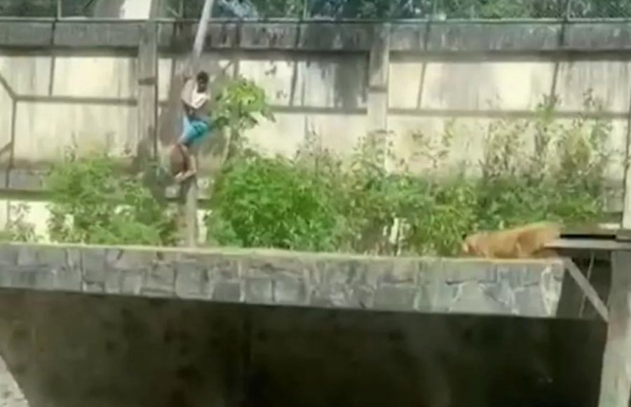 E rëndë në Brazil/ 19-vjeçari kapërcen murin 6 metra e hyn në kafazin e luaneshës, ajo e vret