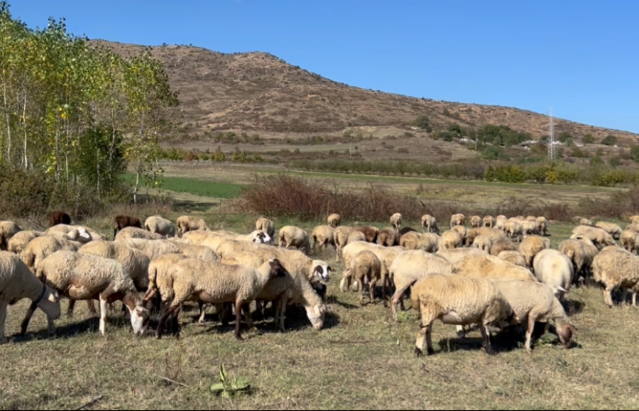 Blegtoria në Shqipëri drejt falimentimit: Fermerët përballen me subvencione të ulëta dhe mungesë tregu
