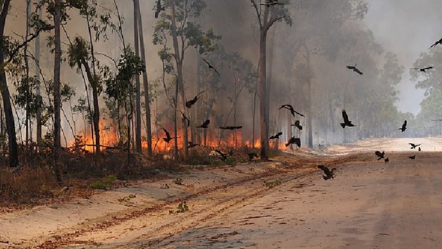 Zjarret përfshijnë Australinë, evakuime masive dhe rrezik ekstrem në veri të Sidneit