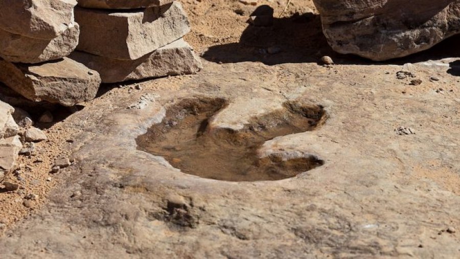 Numër rekord gjurmësh të fosilizuara të dinozaurëve në Bolivi