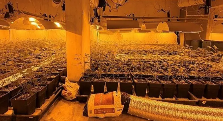 Zbulohet një mega-plantacion kanabisi në Vjenë, arrestohen 2 shqiptarë