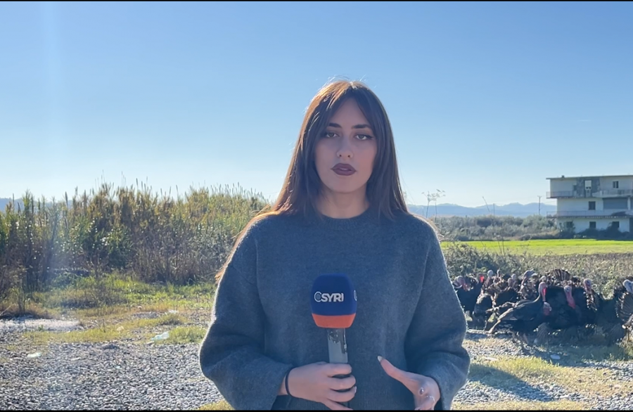 Fermerët e Peqinit paralajmërojnë zhdukjen e traditës së gjelit të detit për shkak të importit dhe mungesës së mbështetjes