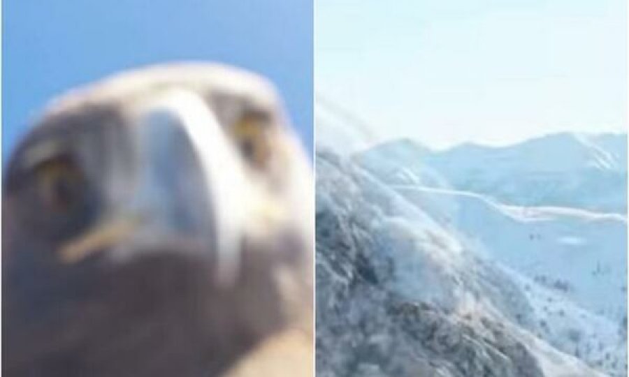 Incident i pazakontë: Shqiponja rrëmben një dron në fluturim në Turqi