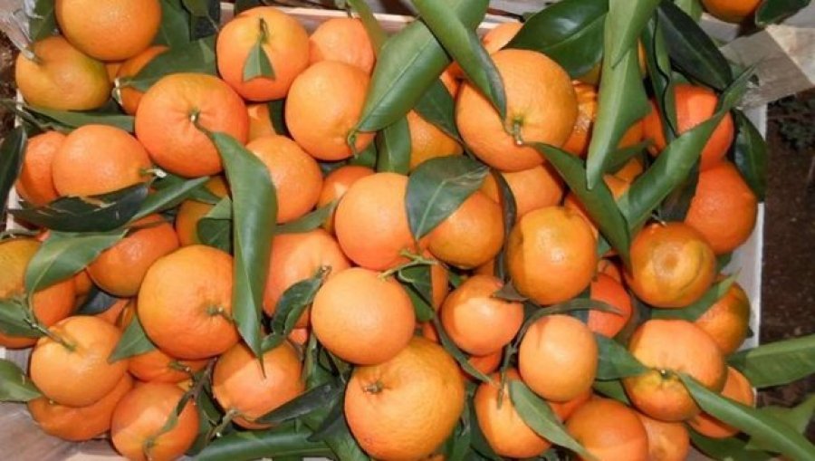 700 kg mandarina të kontaminuara shpërndahen në Tiranë. ‘Dorëzohet’ AKU, produkti nuk ka origjinë