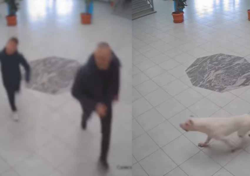 Ndodh edhe kjo! Qeni hyn brenda në shkollë në Kosovë, sulmon nxënësit dhe policinë