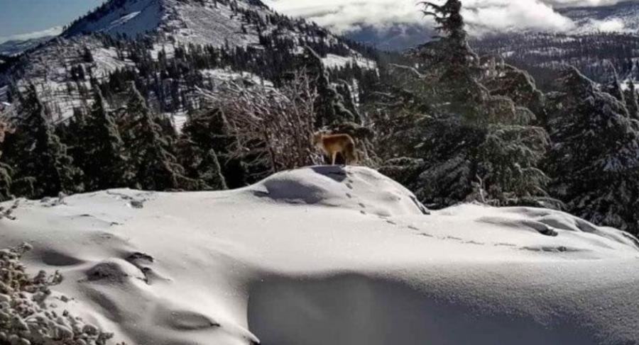 Fotografi nga Kalifornia kap me kamerë dhelprën më të rrallë të Sierra Nevada pas 3 viteve kërkime