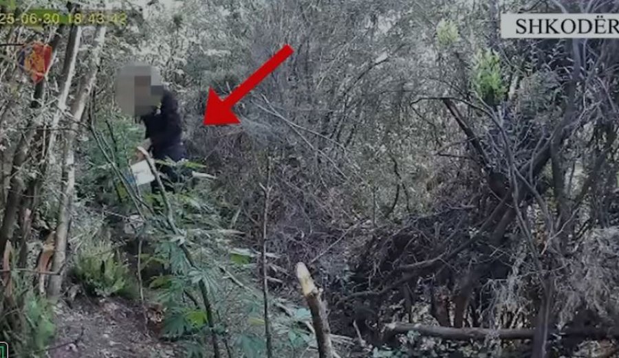 Shkodër/ Arrestohen babë e bir për kultivimin e 114 bimëve narkotike në Drisht