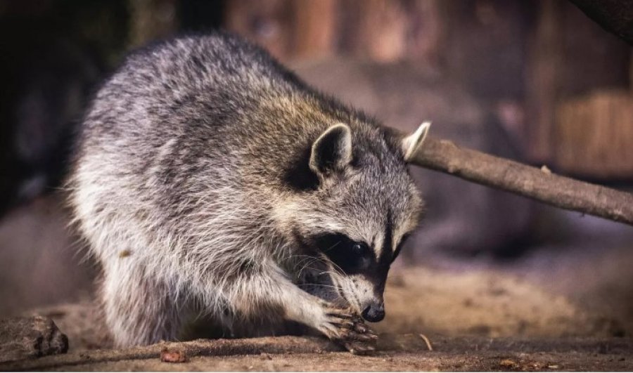 Shkencëtarët gjermanë ngrejnë alarmin: Rakunët po shkatërrojnë biodiversitetin në Europë
