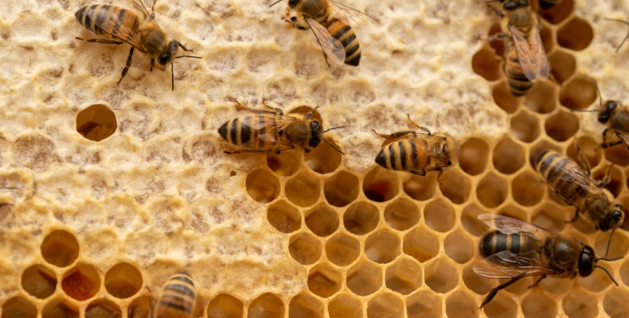 90% e bletëve janë zhdukur këtë vit në Bullgari/ Ekspertët paralajmërojnë pasoja për natyrën dhe furnizimin ushqimor