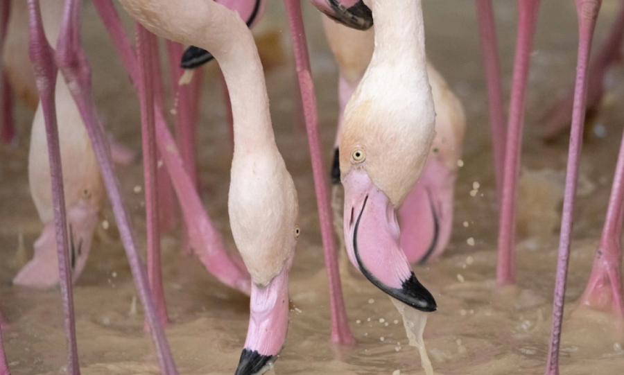 Flamingot pushtojnë arat me oriz në veri të Italisë/ Fermerët raportojnë deri në 90% humbje të prodhimit
