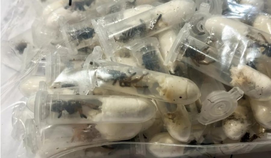 Gjermani: Sekuestrohen 1,500 tarantula të fshehura në kuti ëmbëlsirash në aeroport